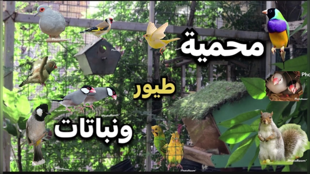 جولة ونصائح حول محمية الطيور والنباتات ❤️