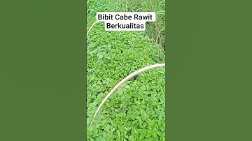 Bibit Bagus Cabe Rawit