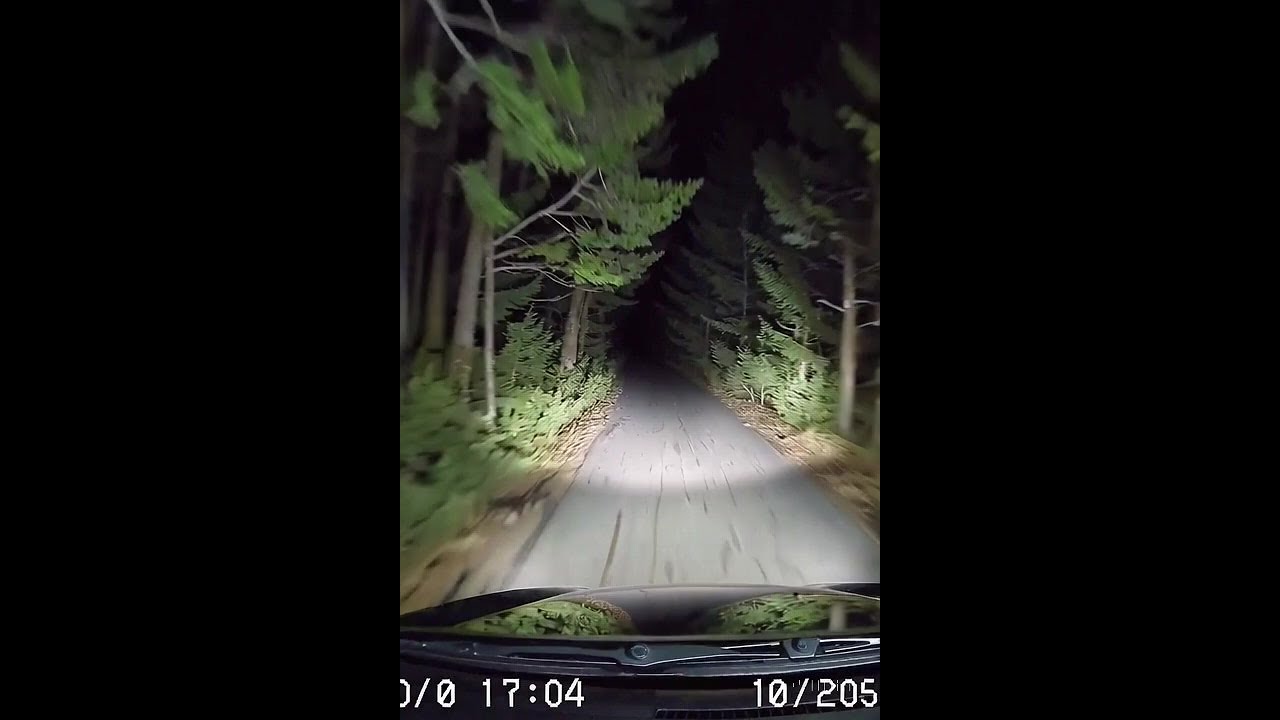 Nighttime Forest Drive 