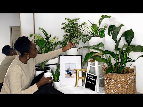 MY PLANT COLLECTION & PLANT CARE | what are the best indoor plants to