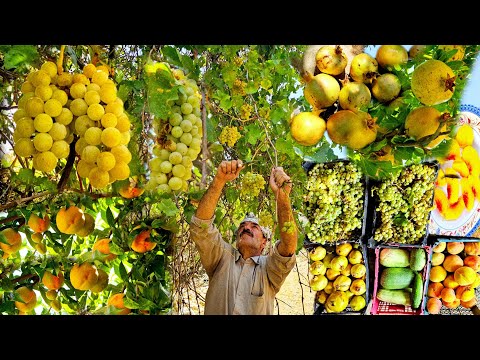 Nomadic Life Harvesting Mountain Grapes And Watering Wild Pomegranates