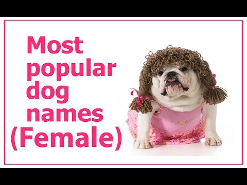 most-popular-female-dog-names-(dog-health-tips)