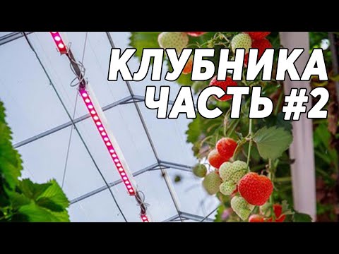 КЛУБНИКА #2 🍓 Выращивание клубники в теплице под фитолампами круглый год