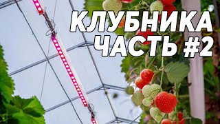 КЛУБНИКА #2 🍓 Выращивание клубники в теплице под фитолампами круглый год