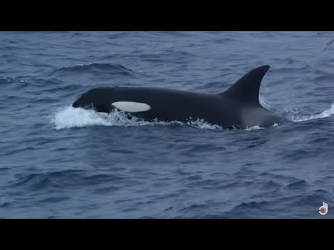 Видео: Едни и същи ли са диспнеята и апнеята?