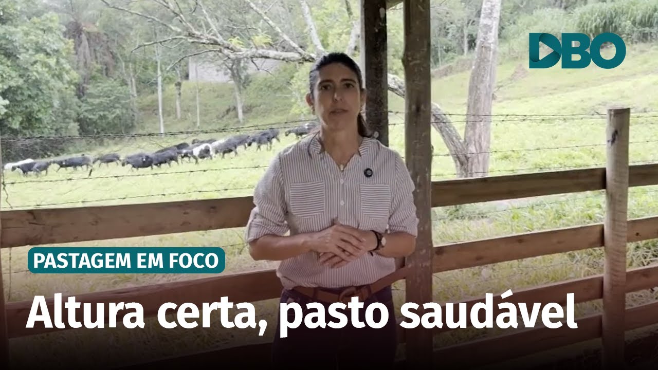 A regra de ouro no manejo de pastagens