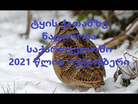 ტყის ქათამზე ნადირობა ოქტომბერი 2021