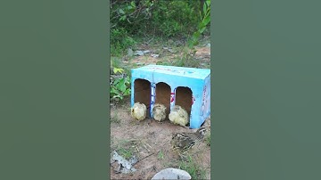 Really Unbelievable Bird Trap - Best Unique Bird Trap - #shorts - #Trap
