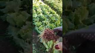 Nossa horta sofreu com nematoides, fiz uma solução caseira, vamos ver se funcionou #roça ##agro
