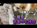 【一周忌】こむぎ姉さんの骨壷の掃除しました【シーズー/犬/葬式】