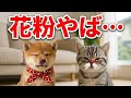 まめとまる、花粉症に苦しむ🤧