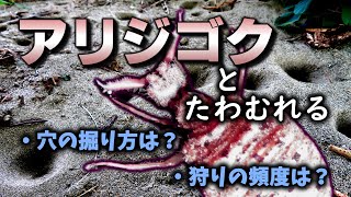 アリジゴクは何日ごとに餌にありつくのか？【検証動画】