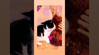 #cat #viral #love #trending #shortvideo #cateye