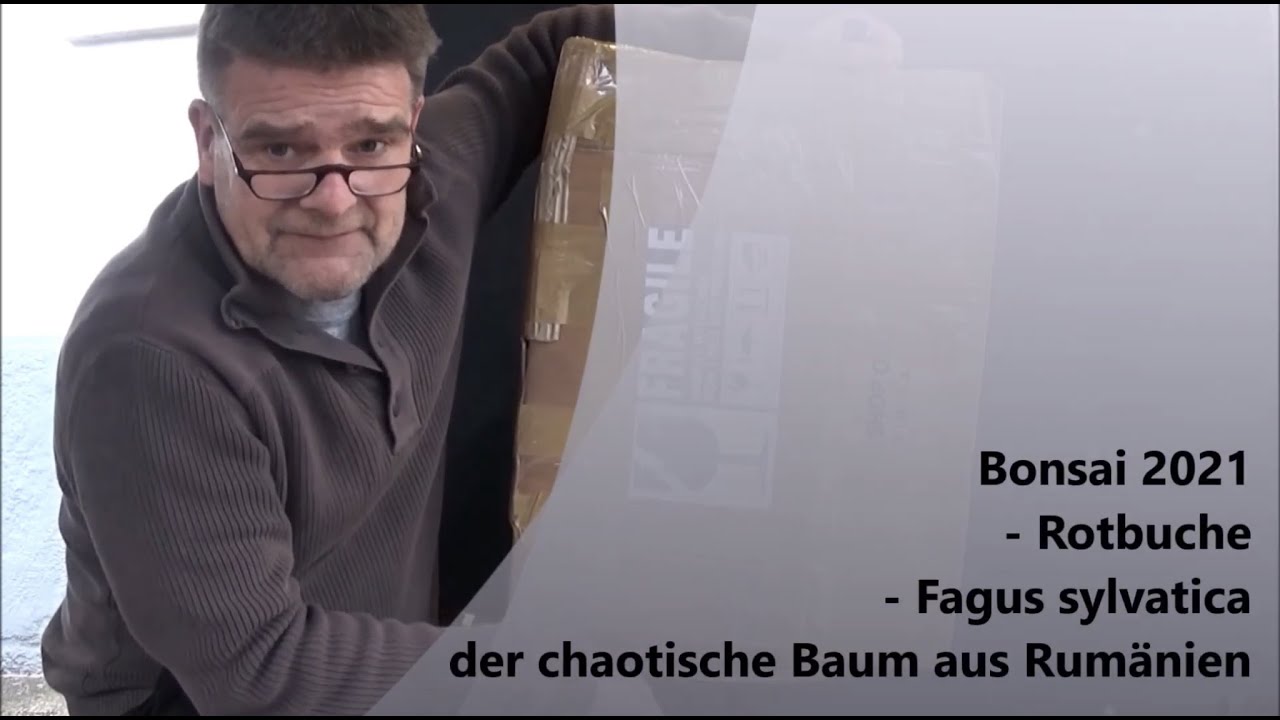 Bonsai 2021-29 - Rotbuche - Fagus sylvatica - der chaotische Baum aus Rumänien