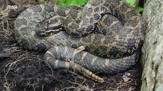 DNR warning against Michigan s venomous snake