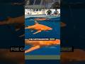 Tibur&oacute;n naranja MUTANTE: Liberado #tiburones #biologiamarina  #cienciaynaturaleza