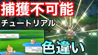 悲報 今作でもチュートリアルで色違いムックルが出現してしまう ダイパリメイク sp Youtube