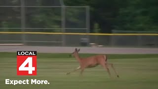Residents look for solution to deer concerns in Livonia