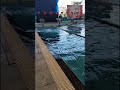 swimming start  explosive dive 🏊‍♂️ #youtubeshorts #swimming #start #video #shorts #tejendergahlaut