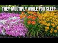 Plant Once, Enjoy Forever: 13 Perennials That Fill Your Garden FAST