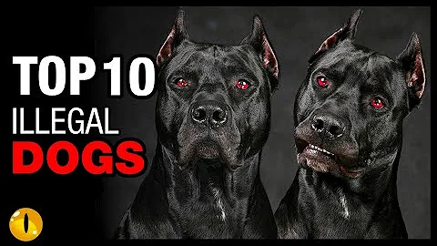 TOP 10 ILLEGAL DOG BREEDS - DayDayNews