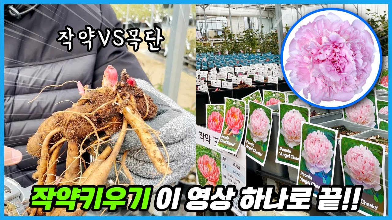 Всё, что вам нужно знать о выращивании пионов!! Даже скидки на гигантские пионы размером с ладонь!!