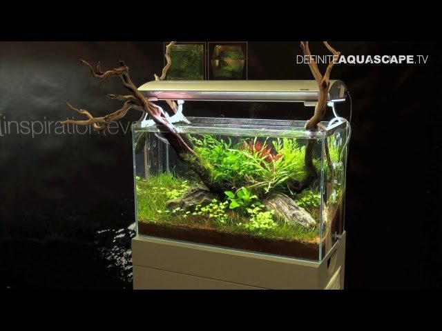 Beginner's Guide: How to Plant Live Aquarium Plants 