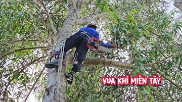 Thót tim !!! khi Vua Khỉ cưa hai cây Tràm siêu to ở không gian chật hẹp (1/2).