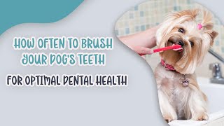 How Often to Brush Your Dog's Teeth for Optimal Dental Health by Ask Dr. Sammy 222 views 6 months ago 4 minutes, 37 seconds