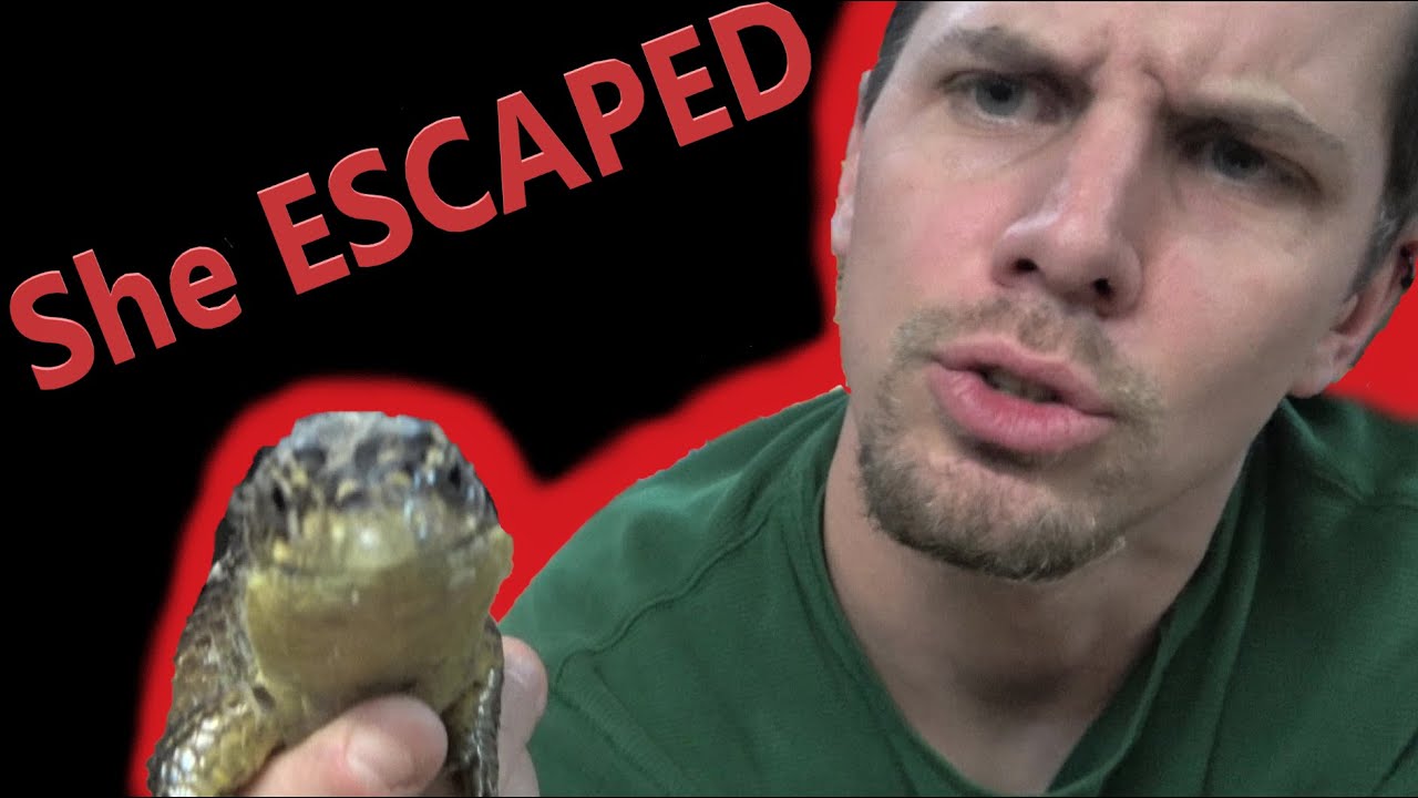 NEW LIZARD ESCAPES!