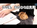 ウサギに思いやりがあると証明された動画
