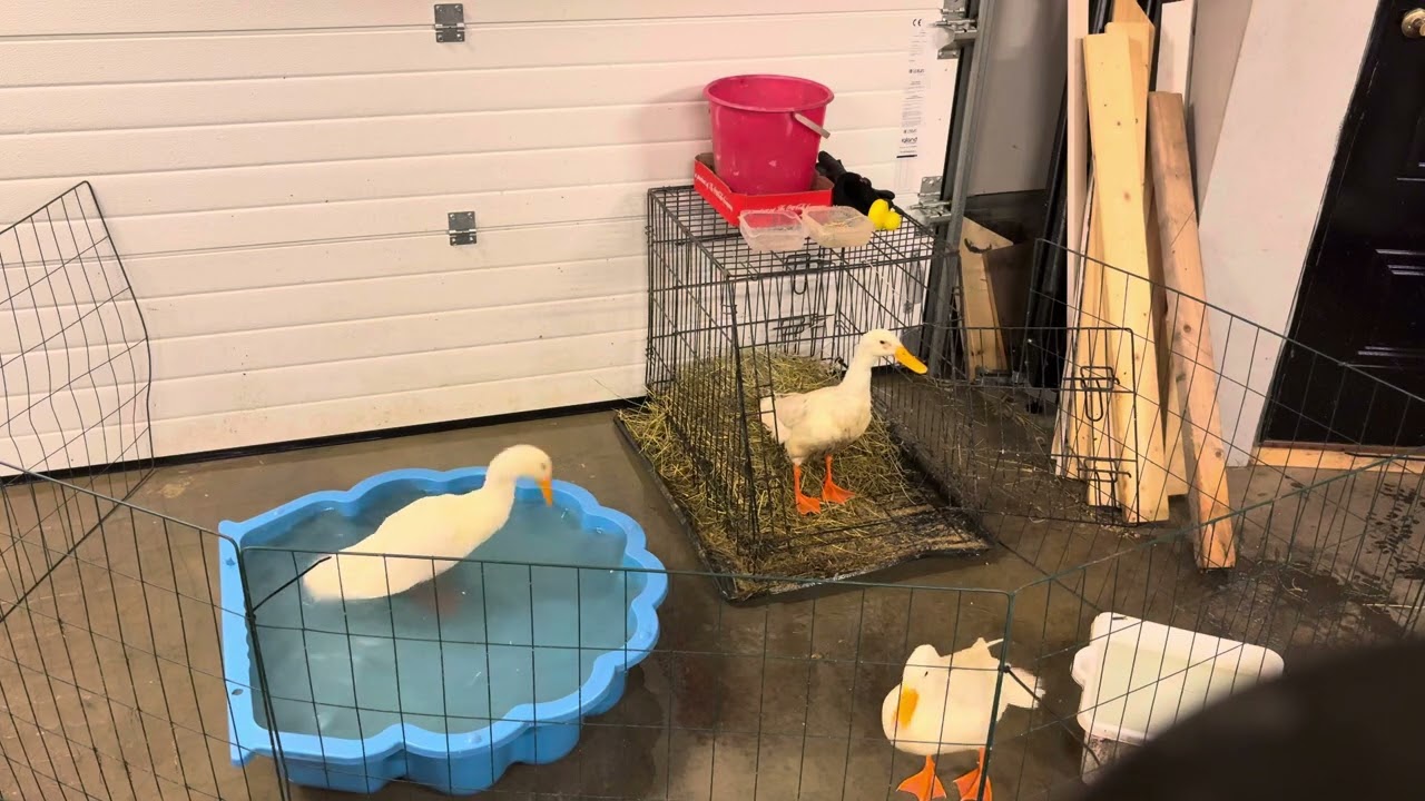 Ducks enjoy a bath but her quack is OMG