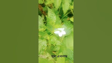 সূরা ইখলাস #سورة_الإخلاص #ikhlas #bangla2025