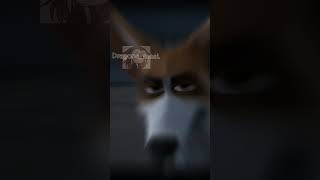 Идея с корги моя!! #видео#корги#золотистыйкорги