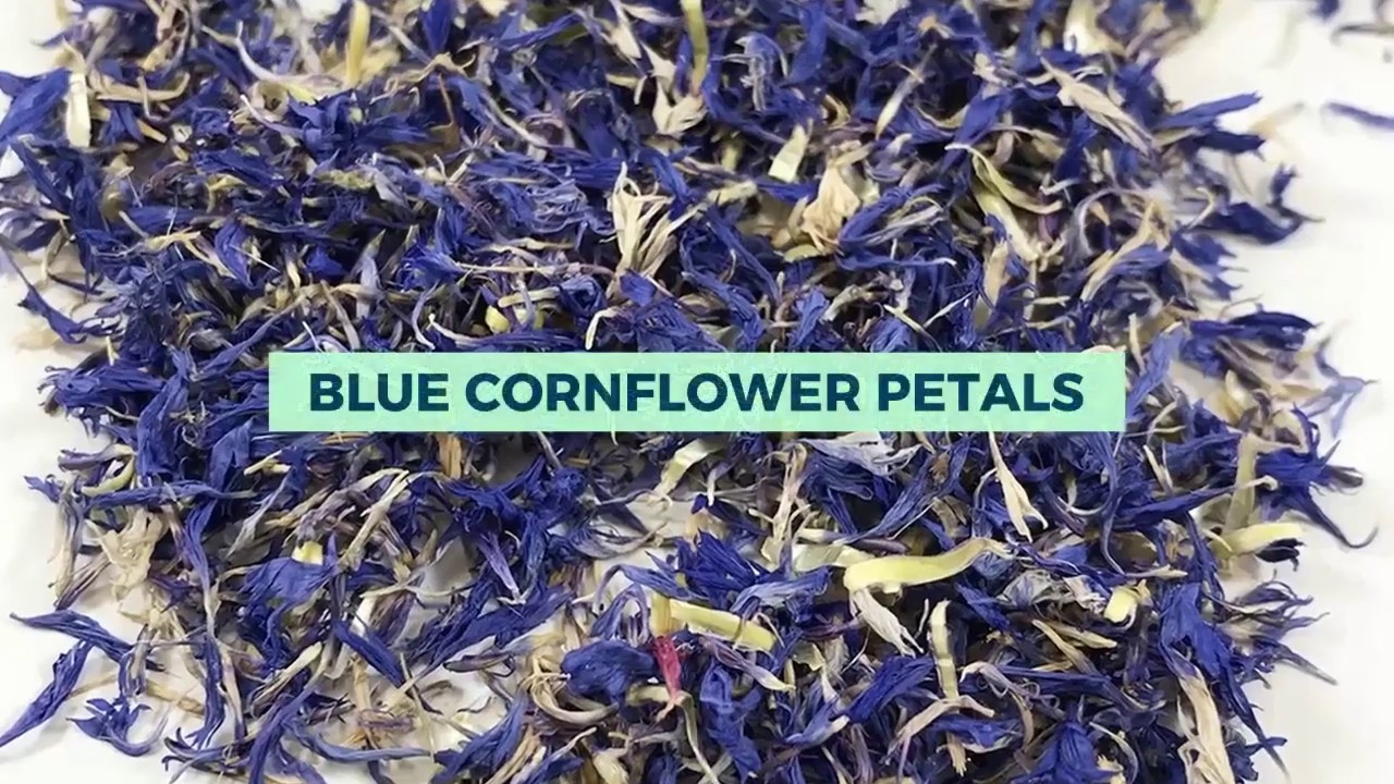 BLUE CORNFLOWER PETALS YouTube