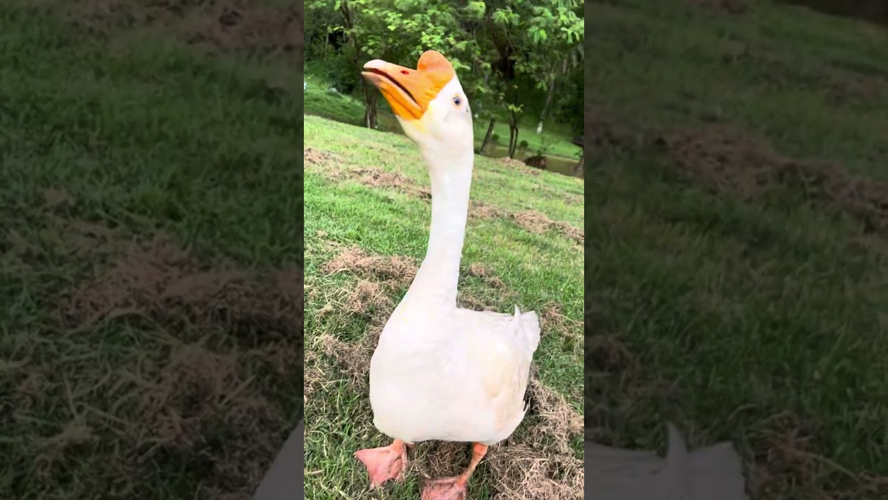26th time meeting Goose (came running with wings flapping)