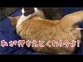 発情期の猫と綿棒と発情期の猫、重なるときは重なるなぁ…終わった後はお互いをグルーミング