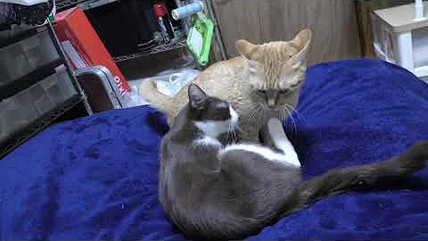 猫メス 発情期 綿棒