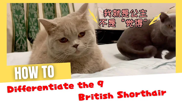 Video 5695691: british shorthair cat family, british kitten, silver shaded british, british hair