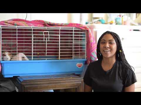 How to clean a guinea pig cage