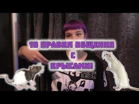 10 ПРАВИЛ ОБЩЕНИЯ С КРЫСАМИ! ДЕКОРАТИВНЫЕ КРЫСЫ:СОДЕРЖАНИЕ И УХОД!