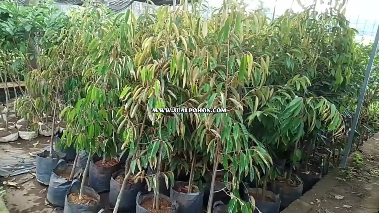 Ready Stock Pohon Durian Duri Hitam Pengiriman Cepat