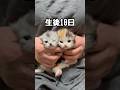 ペットショップでも見ることのできない生後10日の子猫　#兄弟 #ミヌエット #ミヌエット子猫 #子猫 #子猫動画 #かわいい #catshorts #catvideo #癒し動画