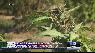 Indiana farmers allowed to grow commercial hemp independently