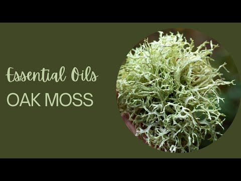 Essential Oils: Oak Moss