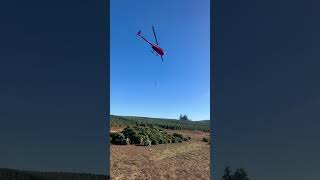 It’s time to harvest Christmas Trees! #helicopter #slingload #sling  #christmastree #harvest #r44
