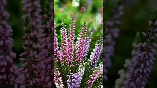 These Tiny Flowers Take Over Entire Hillsides 😳🌸” Heather Flower”
