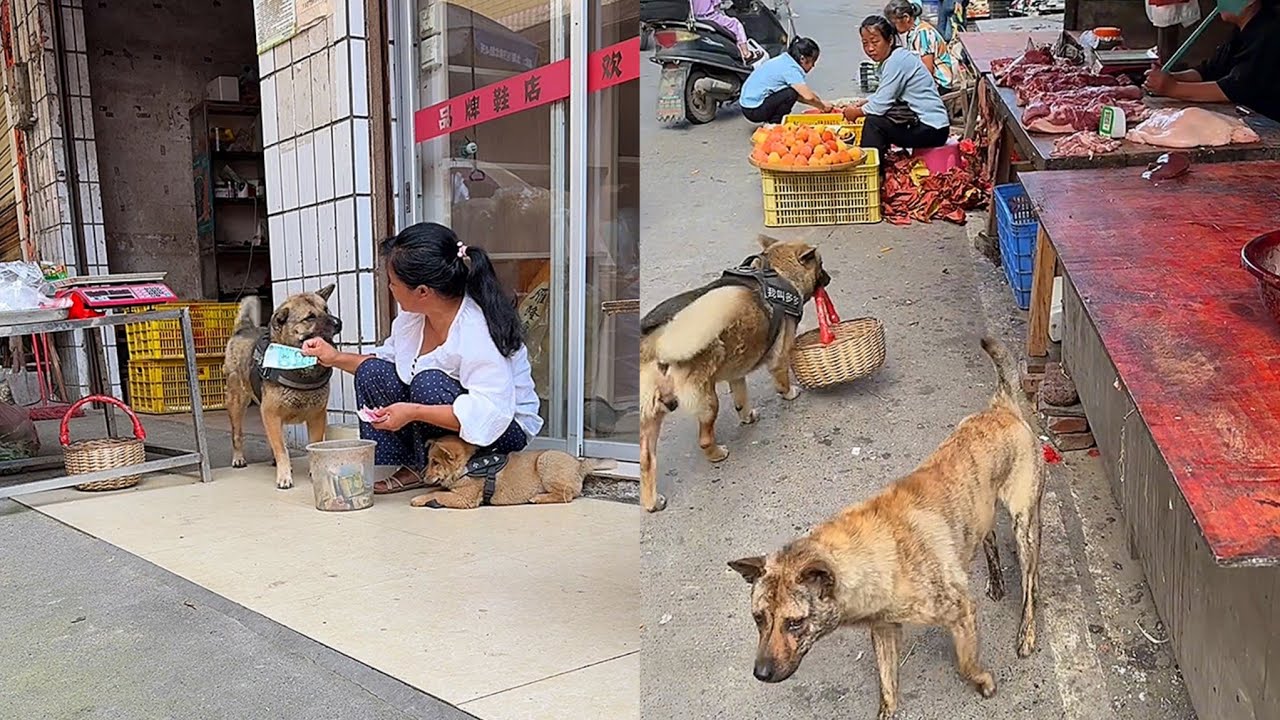 Высокоинтеллектуальная собака потратила 100 долларов на мясо и различные овощи.