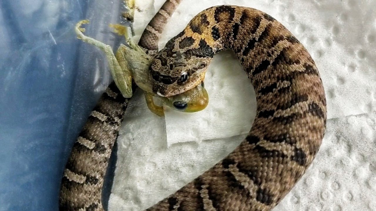 Baby Eastern Hognose Eats a Cuban Tree Frog Plus More YouTube