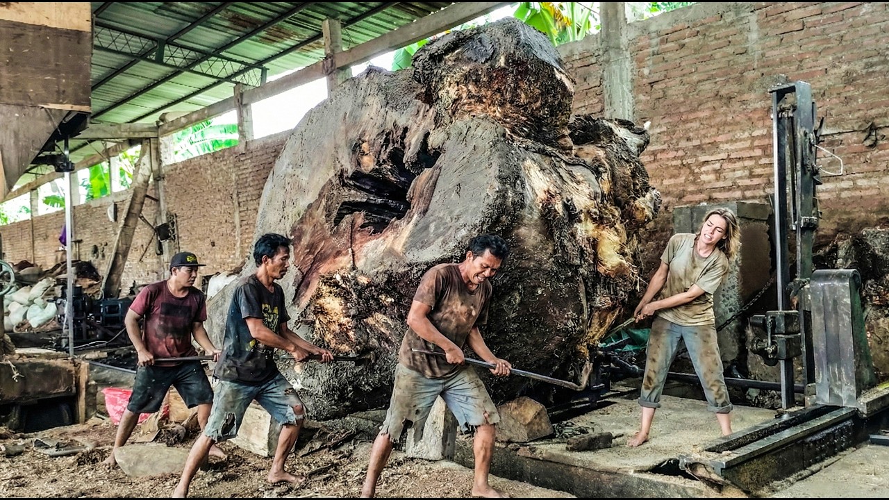 Rare Wood Hidden Inside Giant Tree Stump Finally Revealed